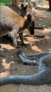 Cute little Kangaroos 🦘 #wildlife #animalsounds #shortsfeed #wildlifeentertainment #kangroo