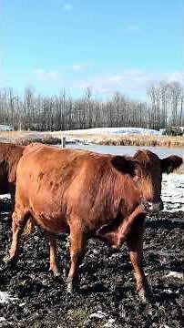 KV Anderson Farms Bred Heifer sale. Saturday Nov 29 @ Northern Livestock Sales in Lloydminster