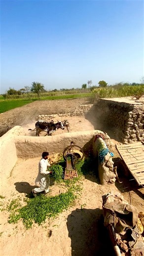 Oxen’s operating with help start Gear system #shorts #trending #viral #farming