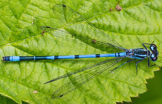 Azure Damselfly - British Dragonfly Society