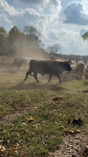 6.5K views · 44 reactions | ⚡️This Saturday we will have 60hd of crossbred cows 5-8 yrs old, bred to black or Charolais bulls. There will be around 20 pair. For more information call 903-748-9022. ⚡️ | J & J Livestock Auction | Facebook