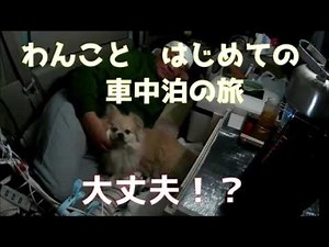 【車中泊】初めてわんこと車中泊 こんな感じでどうでしょう！モスキート部屋！