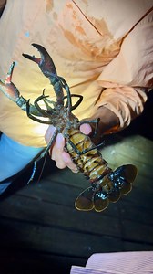 22K views · 90 reactions | We go fishing for Marron at @willsdomain and then watch @chefsergio_labbe and team make marron with sweetcorn, cured egg yolk, marron head and lime 咽勞 | Foodporn | Facebook