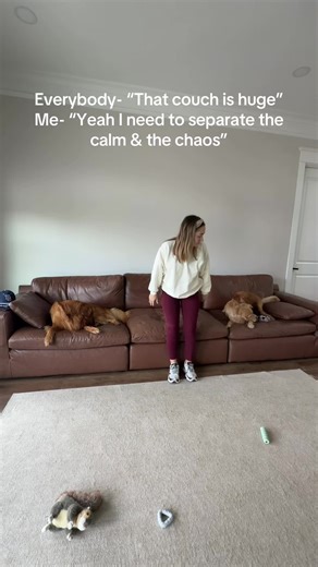 Perfect Couch for Your Large Dog