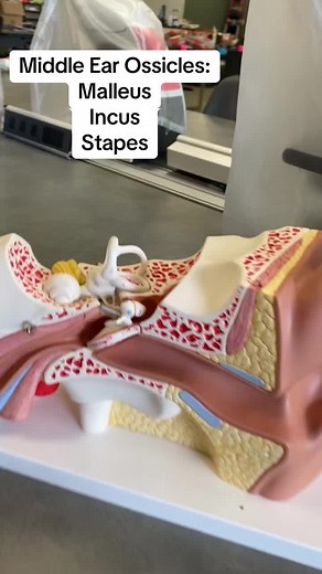 Exploring Real Middle Ear Bones: Malleus, Incus, Stapes