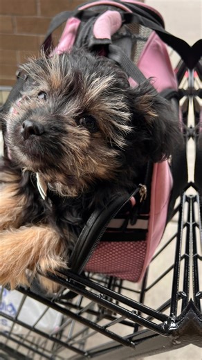 You’re my little boo thang Dog love and chaos#boothang #doglove#dogs