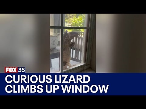 WATCH: Giant lizard climbs window of Florida home