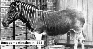 10 Rare Footage And Photographs Of Extinct Animals