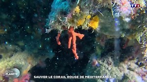Sauver le corail rouge de Méditerranée