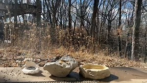 While American robins are usually considered a harbinger of spring, not all robins migrate. Many robins call the Forest home during the winter months, living off of berries and fruit left on shrubs and trees. Check out our Bird Observation Room (Nature Center, lower level) which is a great spot to enjoy nature indoors on chilly days. One of our educators captured this timelapse of several robins enjoying some birdseed just outside the Nature Center. | Fontenelle Forest
