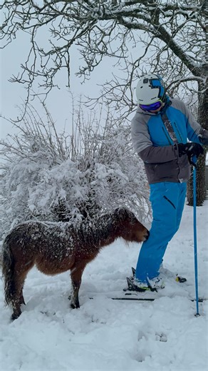 Elevage du Domaine d'Iridia : Frisons et miniatures Américains on Instagram: "Nos chevaux sont prêts à affronter n’importe quelle situation 😂 ! La désensibilisation est très importante dans notre élevage afin que nos poulains partent avec un super mental ! Du ski sous la neige dans leur pré ? Pas de souci rien ne leur fait peur 😅😂 Our horses are ready to face any situation ! Desensitization is very important in our breeding program so that our goals leave with a great mindset. Skiing in the s