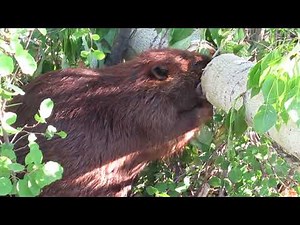Beaver Chews Through Thick Tree Trunk for 5 Minutes: Branch Hits Me in the Face at The End