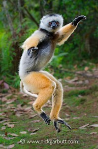 Diademed sifaka - Alchetron, The Free Social Encyclopedia