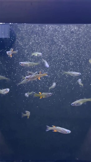 Breeding Pseudomugil Species: My Current Projects