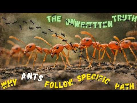 The Unseen System Behind Ant Trails : Nature's Ultimate Algorithm 🐜🏞