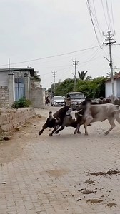 2.9M views · 14K reactions | O my good bull  | Jagdish Jograna | Facebook