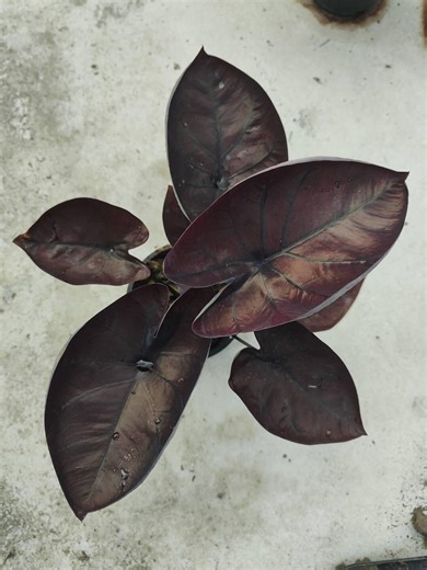 1 Bulb of Caladium for Planting, Chor-cha-nin Variety, Tropical Foliage for Home & Garden - Etsy