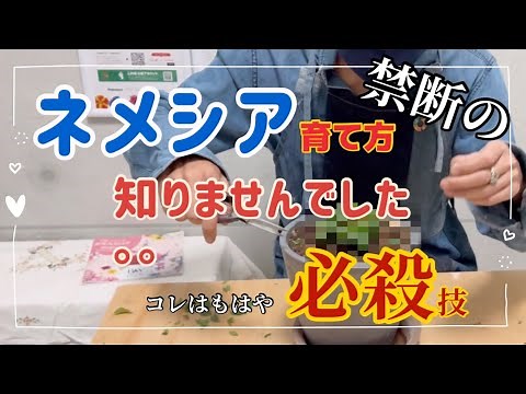 「ネメシア」の育て方 モリモリ咲かせるなら見てください 常識はずれ？今夜園芸の常識を変える コレはもはや必殺技
