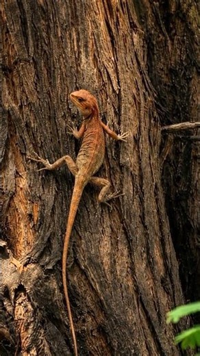 Nature's Hidden Glider – Flying Lizard#FlyingLizard