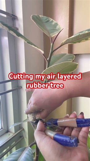 Cutting my air layered rubber tree plant to be an entirely new plant.