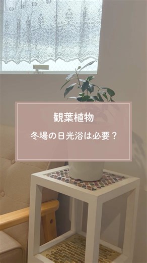 観葉植物の日光浴の重要性