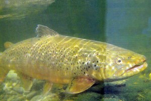 Dave Whitlock's "Fishing Sculpins" - Fly Fisherman