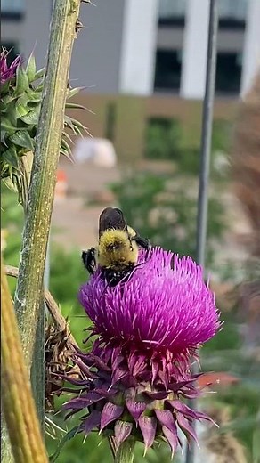 A Bumblebee on Milk Thistle