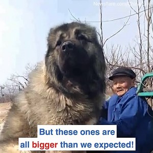 2.3M views · 4.2K shares | These animals are so much bigger than we expected | Daily Mail US | Facebook