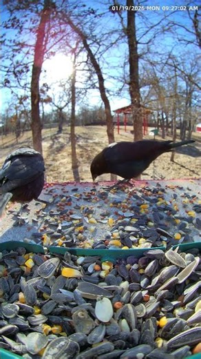 When Two Cowbirds Arrive