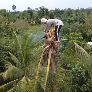 1.3M views · 10K reactions | The best skill of a monkey king with his professional skill for climbing and cutting coconut tree stand cov,er the hom,e 's roo,f | johnnyringer | Facebook