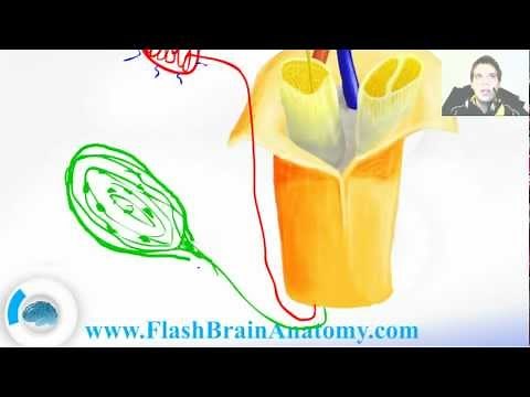 The Sensory Receptors Of Skin - Touch Sensation