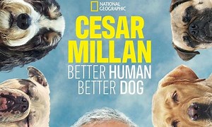 Cesar Millan: Better Human, Better Dog - Where to Watch and Stream Online – Entertainment.ie