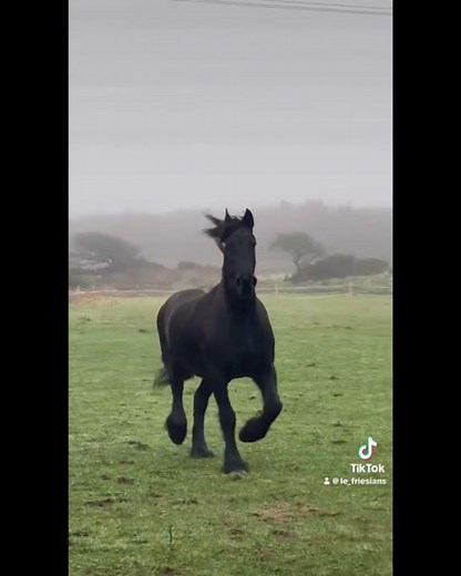 Beautiful Friesians Running Wild in the Sunshine 🌞🐎 #shorts