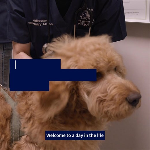 Our Doctor of Veterinary Medicine program gives students access to a veterinary animal hospital, providing 24-hour care and clinical rotations for our students. As a Melbourne DVM student, you'll learn from leading practitioners in world-class facilities. Hit play to follow Hannah and Nicole on a typical study day. | The University of Melbourne