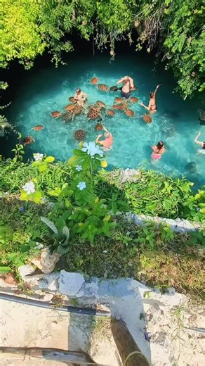 Zanzibar| vacations| Zanzibar tour on Instagram: "6 DAYS EXCURSION PACKAGE IN ZANZIBAR ISLAND 🏝☀️😍 ✅FULL DAY 01: PRISON ISLAND & NAKUPENDA SANDBANK. ✅FULL DAY 02: MNEMBA ISLAND & DOLPHIN + KENDWA BEACH. ✅FULL DAY 03: SAFARI BLUE TOUR + KWALE ISLAND + SANDBANK PICNIC. ✅FULL DAY 04: JOZANI FOREST + SALAM CAVE + MTENDE BEACH. ✅️FULL DAY 05: SPICE FARM TOUR & STONE TOWN CITY TOUR. ✅️FULL DAY 06: STAR FISH TOUR + THE ROCK RESTAURANT & PAJE BEACH. PRICE INCLUDES: ▶️ Private Guides & Cold bottled wat