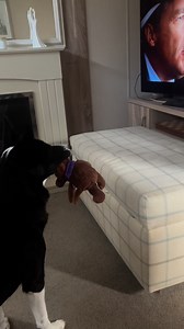 Barney watching Seabiscuit part2 #seabiscuit #react #reaction | Stephen Kelleher
