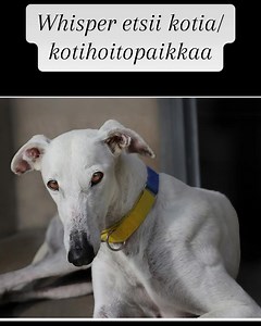 42K views · 609 reactions | Whisper on odottanut jo pitkälti yli vuoden tilaisuuttaan ja pojalle etsitään akuutisti kotia/kotihoitopaikkaa. Mikäli olet kiinnostunut adoptoimaan tai kotihoitamaan ota yhteyttä galgosdelfenix@gmail.com #galgo #galgorescue #galgorescatados #adoptme #galgolovers #galgoespañol #savealifeadoptapet #adoptdontstop #dogsofinstgram #galgosofinstagram | Galgos del Fénix | Facebook