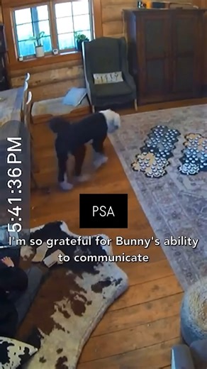 I Am Bunny on Instagram: "Important PSA!"