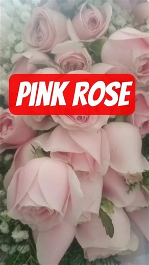 rose#flower#rose#fyp#nature#shorts