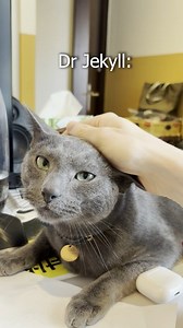 4.4K views · 76 reactions | Does your cat turn into a little beast sometimes?  #catster #cats #funnycats #catbehavior #Catparents #Catvideo | Catster | Facebook