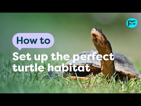 How to create the perfect #turtle habitat | PET CIRCLE
