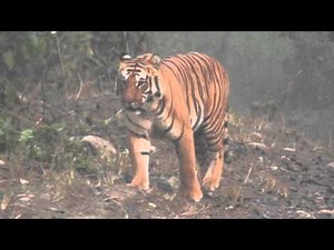 Royal Bengal Tiger at Jim Corbett National Park, India