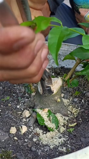 Shoot selection and tidying up the cut marks💪 #wrightiareligiosa #fblifestyle | Karimun Java