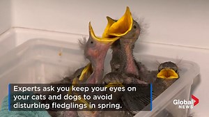 Hope for Wildlife sees influx of orphaned animals