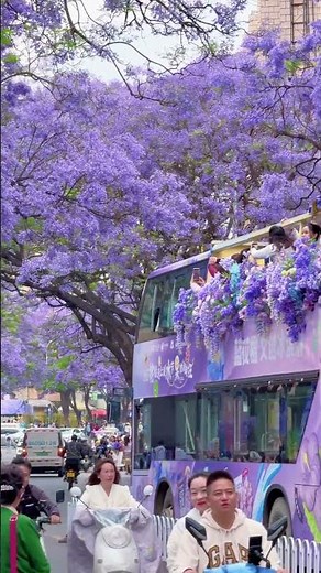 The season of jacaranda blooms is here 💜🌸