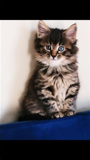 Adventures Of A Diglet Bella The Early Days Hey Baby #cat #cute #love #live #fun #girl #baby #diggy