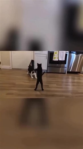 And his name is John Cena 🤣 funny cat WrestleMania movement 😁 #trending #shorts #viral #wwe