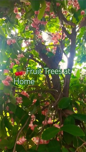 ​🍒​Very Delicious Water Apple , Fruit Trees at Home ,Beautiful Fruit View ,cap boy 🧢