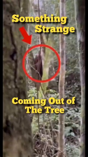 Something's Coming out of the Tree what is it ?