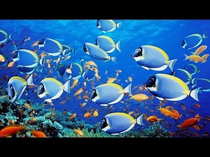beautiful under the sea | amazing views of nature | under the sea fish are so lovely